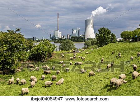 Schafe auf der Weide vor dem STEAG Steinkohlekraftwerk Walsum, Kuhlturm von Block 10, am Rhein, Duisburg, Ruhrgebiet, Nordrhein-Westfalen, Deutschland, Europa View Large Photo Image Stock Photo - Schafe auf der Weide vor dem STEAG Steinkohlekraftwerk Walsum, Kuhlturm von Block 10, am Rhein, Duisburg, Ruhrgebiet, Nordrhein-Westfalen, Deutschland, Europa. Fotosearch