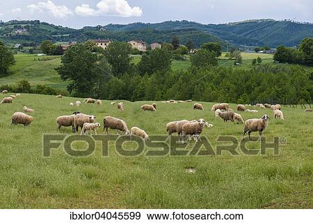 Schafe auf der Wiese, Monte Cucco, Umbrien, Italien, Europa View Large Photo Image Stock Photo - Schafe auf der Wiese, Monte Cucco, Umbrien, Italien, Europa. Fotosearch