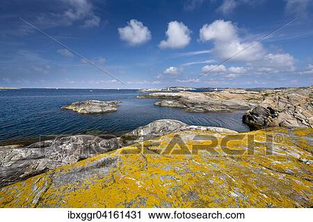 Stock Image - Scharenkuste auf der Insel Gullholmen, Orust, Provinz Vastra Gotaland, Bohuslan, Schweden, Europa. Fotosearch