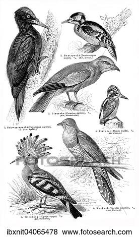 Schautafel Klettervogel I, Illustration aus Meyers Konversationslexikon, 1897 View Large Photo Image Stock Photo - Schautafel Klettervogel I, Illustration aus Meyers Konversationslexikon, 1897. Fotosearch