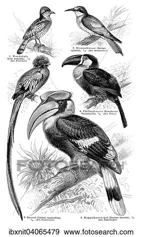 Schautafel Klettervogel II, Illustration aus Meyers Konversationslexikon, 1897 View Large Photo Image Stock Photo - Schautafel Klettervogel II, Illustration aus Meyers Konversationslexikon, 1897. Fotosearch