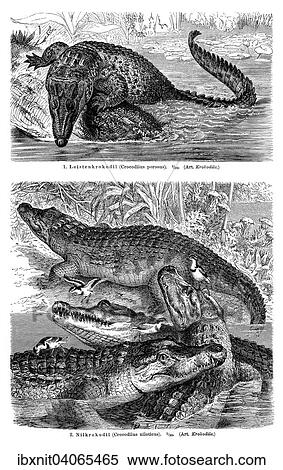 Schautafel Krokodile I, Illustration aus Meyers Konversationslexikon, 1897 View Large Photo Image Stock Photography - Schautafel Krokodile I, Illustration aus Meyers Konversationslexikon, 1897. Fotosearch