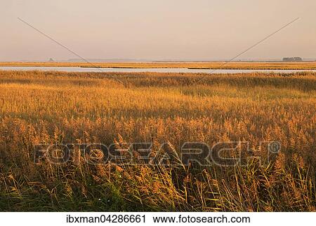 Schilfgurtel an der Lagune Barther Bodden im Abendlicht, Fischland-Darss-Zingst, Nationalpark Vorpommersche Boddenlandschaft, Mecklenburg-Vorpommern, Deutschland, Europa View Large Photo Image Stock Image - Schilfgurtel an der Lagune Barther Bodden im Abendlicht, Fischland-Darss-Zingst, Nationalpark Vorpommersche Boddenlandschaft, Mecklenburg-Vorpommern, Deutschland, Europa. Fotosearch