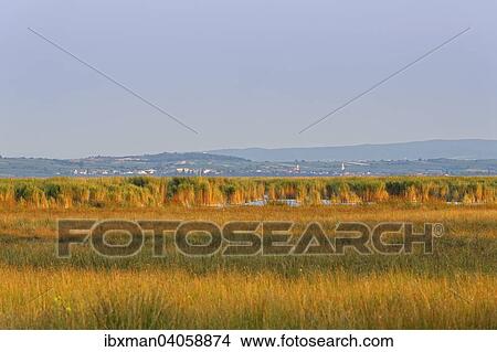 Schilfgurtel im Neusiedler See, bei Illmitz, hinten Rust, Nationalpark Neusiedler See, Seewinkel, Nordburgenland, Burgenland, Osterreich, Europa View Large Photo Image Picture - Schilfgurtel im Neusiedler See, bei Illmitz, hinten Rust, Nationalpark Neusiedler See, Seewinkel, Nordburgenland, Burgenland, Osterreich, Europa. Fotosearch