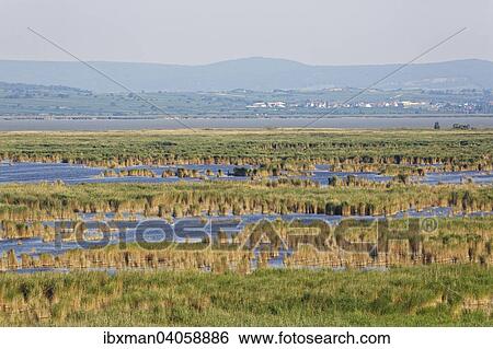 Schilfgurtel im Neusiedler See, Nationalpark Neusiedler See, bei Illmitz, Seewinkel, Nordburgenland, Burgenland, Osterreich, Europa View Large Photo Image Stock Photograph - Schilfgurtel im Neusiedler See, Nationalpark Neusiedler See, bei Illmitz, Seewinkel, Nordburgenland, Burgenland, Osterreich, Europa. Fotosearch
