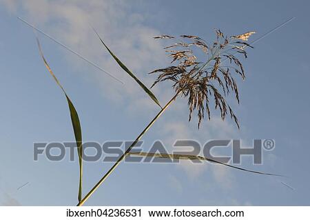 Stock Image - Schilfhalm (Phragmites australis) gegen blauen Himmel, Provinz Drenthe, Niederlande, Europa. Fotosearch
