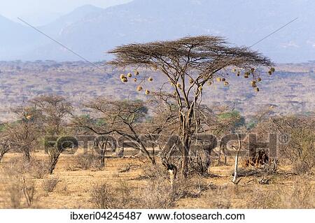 Schirmakazie (Vachellia tortilis) mit Nestern der Webervogel (Ploceidae), Samburu National Reserve, Kenia, Afrika View Large Photo Image Stock Photo - Schirmakazie (Vachellia tortilis) mit Nestern der Webervogel (Ploceidae), Samburu National Reserve, Kenia, Afrika. Fotosearch