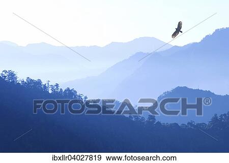 Stock Photo - Schlangenweihe (Spilornis cheela) fliegt im Morgennebel uber die Berge, Alishan Berg, Chiayi, Taiwan, Asien. Fotosearch