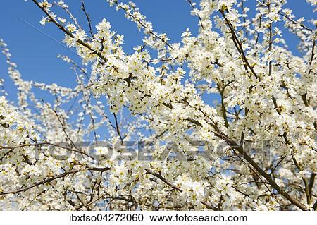 Schlehe, Schwarzdorn (Prunus spinosa), weisse Bluten, Niedersachsen, Deutschland, Europa View Large Photo Image Stock Image - Schlehe, Schwarzdorn (Prunus spinosa), weisse Bluten, Niedersachsen, Deutschland, Europa. Fotosearch