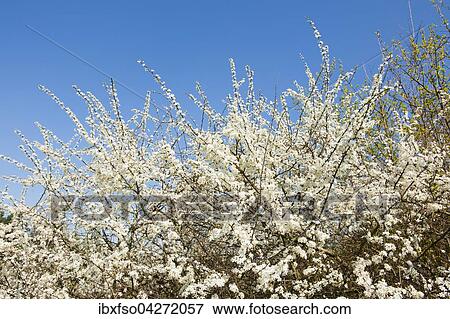 Stock Photo - Schlehe, Schwarzdorn (Prunus spinosa), weisse Bluten, Niedersachsen, Deutschland, Europa. Fotosearch
