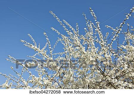 Schlehe, Schwarzdorn (Prunus spinosa), weisse Bluten, Niedersachsen, Deutschland, Europa View Large Photo Image Stock Photo - Schlehe, Schwarzdorn (Prunus spinosa), weisse Bluten, Niedersachsen, Deutschland, Europa. Fotosearch