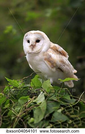 Schleiereule (Tyto alba), adult, auf Baum, Surrey, England, Grossbritannien, Europa View Large Photo Image Stock Image - Schleiereule (Tyto alba), adult, auf Baum, Surrey, England, Grossbritannien, Europa. Fotosearch