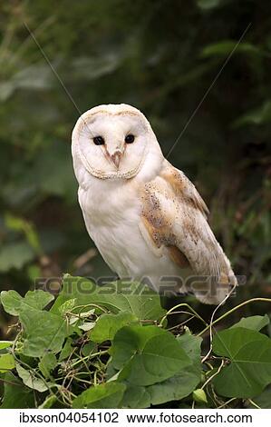 Schleiereule (Tyto alba), adult, auf Baum, Surrey, England, Grossbritannien, Europa View Large Photo Image Stock Image - Schleiereule (Tyto alba), adult, auf Baum, Surrey, England, Grossbritannien, Europa. Fotosearch