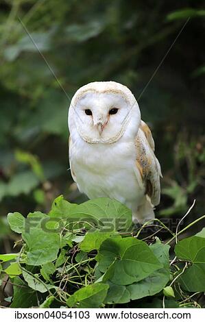 Schleiereule (Tyto alba), adult, auf Baum, Surrey, England, Grossbritannien, Europa View Large Photo Image Stock Image - Schleiereule (Tyto alba), adult, auf Baum, Surrey, England, Grossbritannien, Europa. Fotosearch