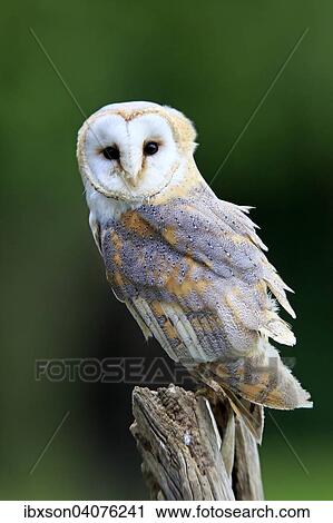 Schleiereule (Tyto alba), adult, auf Warte, captive, Eifel, Rheinland-Pfalz, Deutschland, Europa View Large Photo Image Stock Image - Schleiereule (Tyto alba), adult, auf Warte, captive, Eifel, Rheinland-Pfalz, Deutschland, Europa. Fotosearch