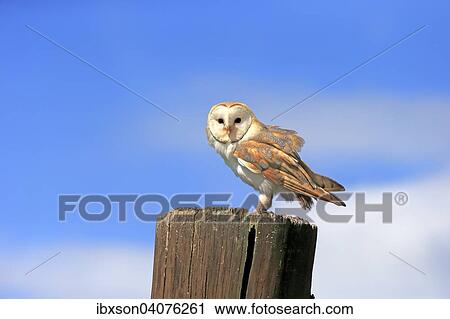 Schleiereule (Tyto alba), adult, auf Warte, captive, Eifel, Rheinland-Pfalz, Deutschland, Europa View Large Photo Image Stock Image - Schleiereule (Tyto alba), adult, auf Warte, captive, Eifel, Rheinland-Pfalz, Deutschland, Europa. Fotosearch