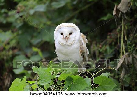 Schleiereule (Tyto alba), adult, auf Baum, Surrey, England, Grossbritannien, Europa View Large Photo Image Stock Photography - Schleiereule (Tyto alba), adult, auf Baum, Surrey, England, Grossbritannien, Europa. Fotosearch