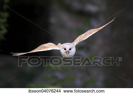 Schleiereule (Tyto alba), adult, fliegend, captive, Rheinland-Pfalz, Deutschland, Europa View Large Photo Image Picture - Schleiereule (Tyto alba), adult, fliegend, captive, Rheinland-Pfalz, Deutschland, Europa. Fotosearch