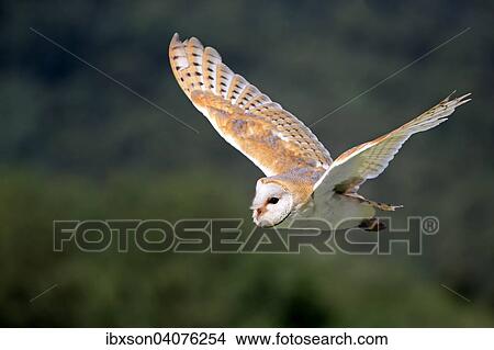 Schleiereule (Tyto alba), adult, fliegend, captive, Rheinland-Pfalz, Deutschland, Europa View Large Photo Image Picture - Schleiereule (Tyto alba), adult, fliegend, captive, Rheinland-Pfalz, Deutschland, Europa. Fotosearch