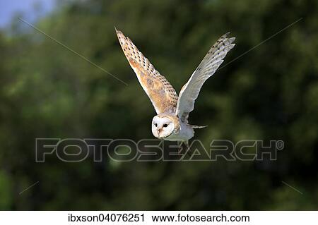 Schleiereule (Tyto alba), adult, fliegend, captive, Rheinland-Pfalz, Deutschland, Europa View Large Photo Image Stock Image - Schleiereule (Tyto alba), adult, fliegend, captive, Rheinland-Pfalz, Deutschland, Europa. Fotosearch