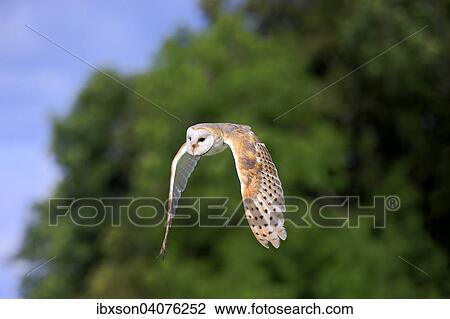 Schleiereule (Tyto alba), adult, fliegend, captive, Rheinland-Pfalz, Deutschland, Europa View Large Photo Image Stock Image - Schleiereule (Tyto alba), adult, fliegend, captive, Rheinland-Pfalz, Deutschland, Europa. Fotosearch