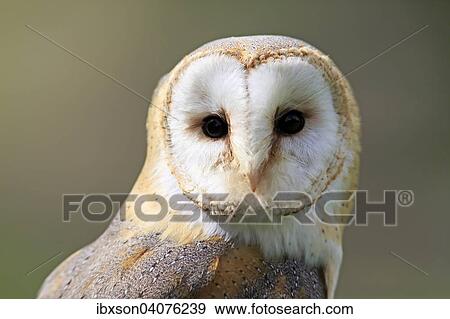 Schleiereule (Tyto alba), adult, captive, Eifel, Rheinland-Pfalz, Deutschland, Europa View Large Photo Image Stock Photo - Schleiereule (Tyto alba), adult, captive, Eifel, Rheinland-Pfalz, Deutschland, Europa. Fotosearch