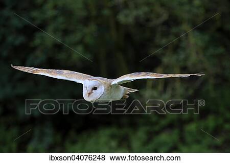 Schleiereule (Tyto alba), adult, fliegend, captive, Rheinland-Pfalz, Deutschland, Europa View Large Photo Image Stock Photo - Schleiereule (Tyto alba), adult, fliegend, captive, Rheinland-Pfalz, Deutschland, Europa. Fotosearch