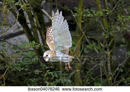 Schleiereule (Tyto alba), adult, fliegend, captive, Rheinland-Pfalz, Deutschland, Europa View Large Photo Image Stock Photograph - Schleiereule (Tyto alba), adult, fliegend, captive, Rheinland-Pfalz, Deutschland, Europa. Fotosearch