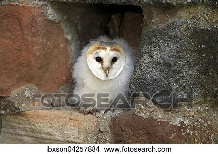 Schleiereule, (Tyto alba), Jungtier, Jungvogel sitzt in Bruthohle, Kasselburg, Eifel, Deutschland, Europa View Large Photo Image Picture - Schleiereule, (Tyto alba), Jungtier, Jungvogel sitzt in Bruthohle, Kasselburg, Eifel, Deutschland, Europa. Fotosearch