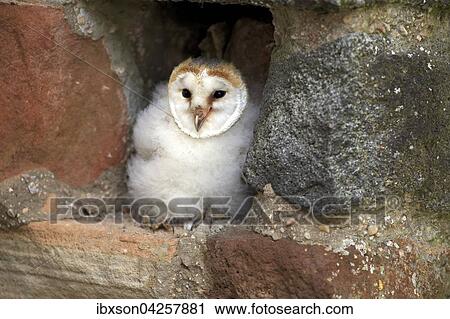 Schleiereule, (Tyto alba), Jungtier, Jungvogel sitzt in Bruthohle, Kasselburg, Eifel, Deutschland, Europa View Large Photo Image Stock Image - Schleiereule, (Tyto alba), Jungtier, Jungvogel sitzt in Bruthohle, Kasselburg, Eifel, Deutschland, Europa. Fotosearch