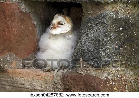 Schleiereule, (Tyto alba), Jungtier, Jungvogel sitzt in Bruthohle, Kasselburg, Eifel, Deutschland, Europa View Large Photo Image Stock Image - Schleiereule, (Tyto alba), Jungtier, Jungvogel sitzt in Bruthohle, Kasselburg, Eifel, Deutschland, Europa. Fotosearch