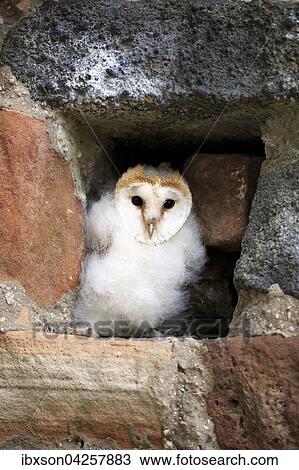 Schleiereule, (Tyto alba), Jungtier, Jungvogel sitzt in Bruthohle, Kasselburg, Eifel, Deutschland, Europa View Large Photo Image Stock Image - Schleiereule, (Tyto alba), Jungtier, Jungvogel sitzt in Bruthohle, Kasselburg, Eifel, Deutschland, Europa. Fotosearch