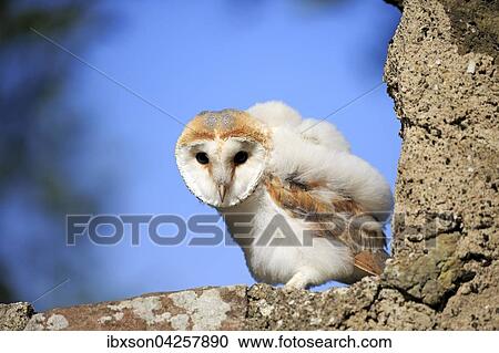 Schleiereule, (Tyto alba), Jungtier, Jungvogel sitzt auf Mauer, Kasselburg, Eifel, Deutschland, Europa View Large Photo Image Stock Image - Schleiereule, (Tyto alba), Jungtier, Jungvogel sitzt auf Mauer, Kasselburg, Eifel, Deutschland, Europa. Fotosearch