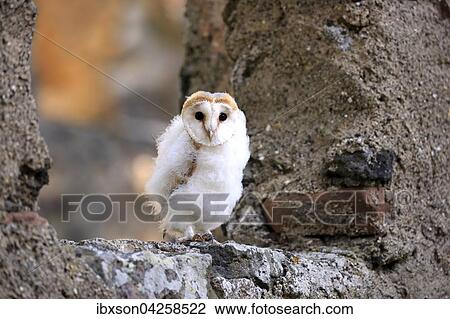 Schleiereule, (Tyto alba), Jungtier, Jungvogel sitzt auf Mauer, Kasselburg, Eifel, Deutschland, Europa View Large Photo Image Stock Image - Schleiereule, (Tyto alba), Jungtier, Jungvogel sitzt auf Mauer, Kasselburg, Eifel, Deutschland, Europa. Fotosearch