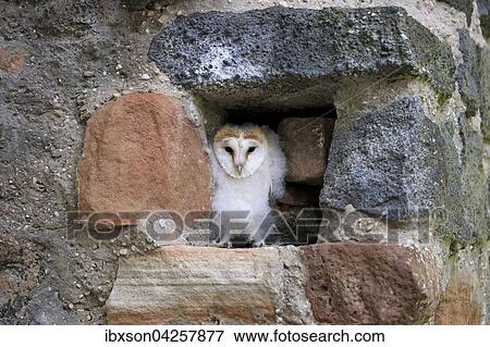 Schleiereule, (Tyto alba), Jungtier, Jungvogel sitzt in Bruthohle, Kasselburg, Eifel, Deutschland, Europa View Large Photo Image Stock Photo - Schleiereule, (Tyto alba), Jungtier, Jungvogel sitzt in Bruthohle, Kasselburg, Eifel, Deutschland, Europa. Fotosearch