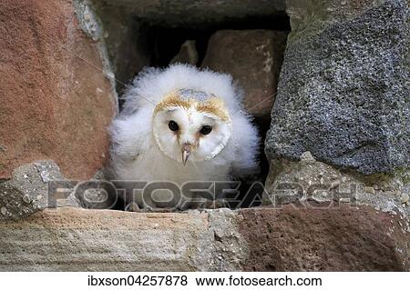 Schleiereule, (Tyto alba), Jungtier, Jungvogel sitzt in Bruthohle, Kasselburg, Eifel, Deutschland, Europa View Large Photo Image Stock Photo - Schleiereule, (Tyto alba), Jungtier, Jungvogel sitzt in Bruthohle, Kasselburg, Eifel, Deutschland, Europa. Fotosearch