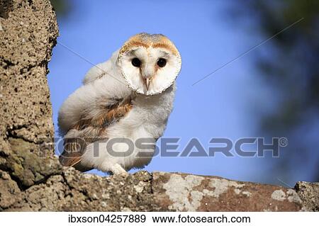 Schleiereule, (Tyto alba), Jungtier, Jungvogel sitzt auf Mauer, Kasselburg, Eifel, Deutschland, Europa View Large Photo Image Stock Photo - Schleiereule, (Tyto alba), Jungtier, Jungvogel sitzt auf Mauer, Kasselburg, Eifel, Deutschland, Europa. Fotosearch