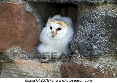 Schleiereule, (Tyto alba), Jungtier, Jungvogel sitzt in Bruthohle, Kasselburg, Eifel, Deutschland, Europa View Large Photo Image Stock Photograph - Schleiereule, (Tyto alba), Jungtier, Jungvogel sitzt in Bruthohle, Kasselburg, Eifel, Deutschland, Europa. Fotosearch