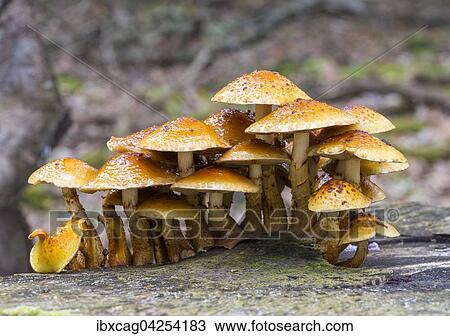 Schleimiger Schuppling (Pholiota adiposa), Fruchtkorper an verrottendem Totholz, Naturschutzgebiet Monchbruch, Morfelden-Walldorf, Hessen, Deutschland, Europa View Large Photo Image Stock Image - Schleimiger Schuppling (Pholiota adiposa), Fruchtkorper an verrottendem Totholz, Naturschutzgebiet Monchbruch, Morfelden-Walldorf, Hessen, Deutschland, Europa. Fotosearch