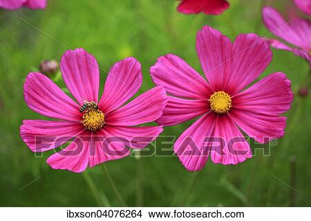 Schmuckkorbchen (Cosmos bipinnatus), Bluten, Deutschland, Europa View Large Photo Image Picture - Schmuckkorbchen (Cosmos bipinnatus), Bluten, Deutschland, Europa. Fotosearch