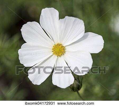 Schmuckkorbchen (Cosmos bipinnatus), Baden-Wurttemberg, Deutschland, Europa View Large Photo Image Stock Image - Schmuckkorbchen (Cosmos bipinnatus), Baden-Wurttemberg, Deutschland, Europa. Fotosearch