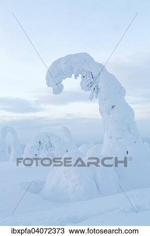 Schneebedeckte Fichten, Riisitunturi-Nationalpark, Finnland, Europa View Large Photo Image Stock Image - Schneebedeckte Fichten, Riisitunturi-Nationalpark, Finnland, Europa. Fotosearch