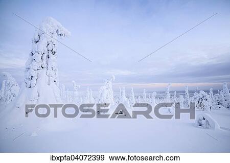Schneebedeckte Fichten, Riisitunturi-Nationalpark, Finnland, Europa View Large Photo Image Stock Photo - Schneebedeckte Fichten, Riisitunturi-Nationalpark, Finnland, Europa. Fotosearch