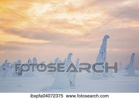 Schneebedeckte Fichten, Riisitunturi-Nationalpark, Finnland, Europa View Large Photo Image Stock Photography - Schneebedeckte Fichten, Riisitunturi-Nationalpark, Finnland, Europa. Fotosearch