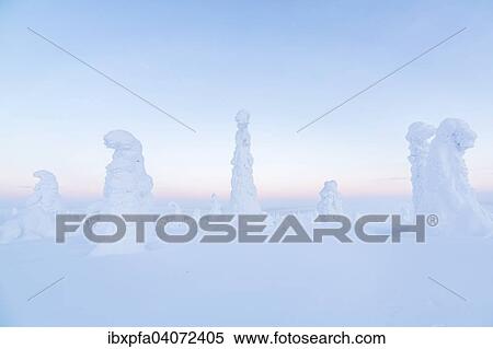 Schneebedeckte Fichten, Riisitunturi-Nationalpark, Finnland, Europa View Large Photo Image Stock Photography - Schneebedeckte Fichten, Riisitunturi-Nationalpark, Finnland, Europa. Fotosearch