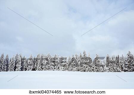 Schneebedeckte Tannen (Abies), Baden-Wurttemberg, Deutschland, Europa View Large Photo Image Stock Photography - Schneebedeckte Tannen (Abies), Baden-Wurttemberg, Deutschland, Europa. Fotosearch