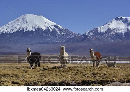 Picture - Schneebedeckte Vulkane Pomerape und Parinacota mit Lamas (Lama glama), Sajama Nationalpark, Grenze Bolivien, Chile, Sudamerika. Fotosearch