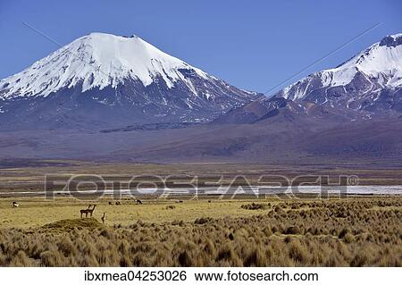Schneebedeckte Vulkane Pomerape und Parinacota mit Vicuna (Vicugna vicugna) oder Vikunja, Sajama Nationalpark, Grenze Bolivien Chile View Large Photo Image Stock Photograph - Schneebedeckte Vulkane Pomerape und Parinacota mit Vicuna (Vicugna vicugna) oder Vikunja, Sajama Nationalpark, Grenze Bolivien Chile. Fotosearch