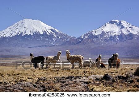Schneebedeckte Vulkane Pomerape und Parinacota mit Lamas (Lama glama), Sajama Nationalpark, Grenze Bolivien, Chile, Sudamerika View Large Photo Image Stock Photography - Schneebedeckte Vulkane Pomerape und Parinacota mit Lamas (Lama glama), Sajama Nationalpark, Grenze Bolivien, Chile, Sudamerika. Fotosearch