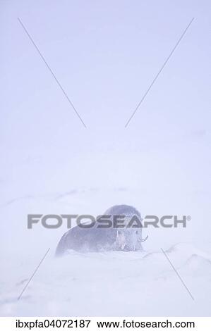 Stock Photo - Schneebedeckter Moschusochse (Ovibos moschatus), Dovrefjell-Sunndalsfjella Nationalpark, Norwegen, Europa. Fotosearch